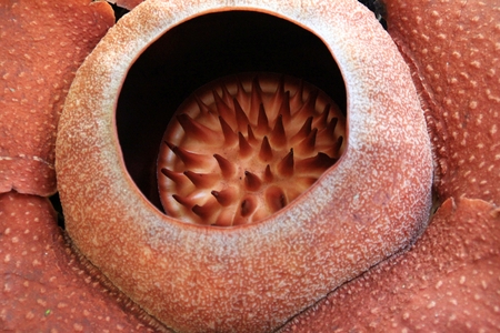 Rafflesia - one of the biggest flowers on earth  in Thailandの写真素材