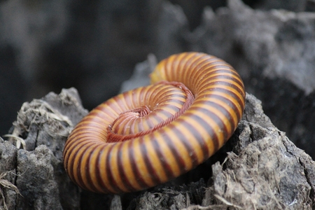 Close up of Millipede on the soil groundの写真素材