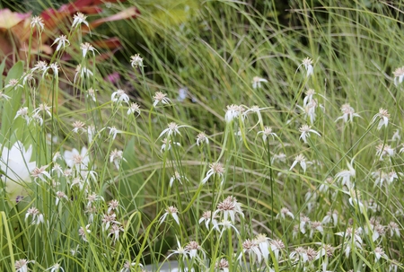 Background of Soft grass flower field