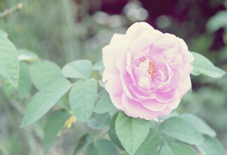Soft vintage pink roses with blur backgroundの写真素材