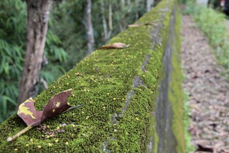 Moss on the bridge in the jungleの写真素材