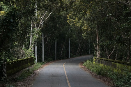 Pathway of forest with old bridgeの写真素材