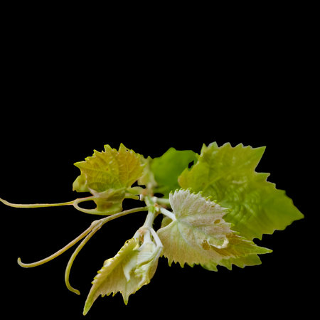 Young green leaves of grapes on a black background. Studio photography.の写真素材