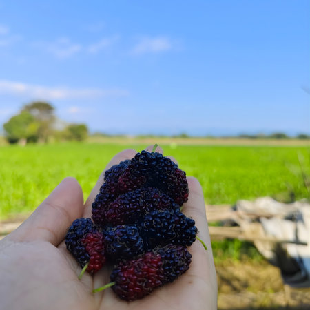 Mulberry fruit in hand on the background of the field.の写真素材