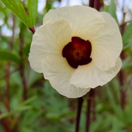White flower of Hibiscus syriacus in the garden.の写真素材