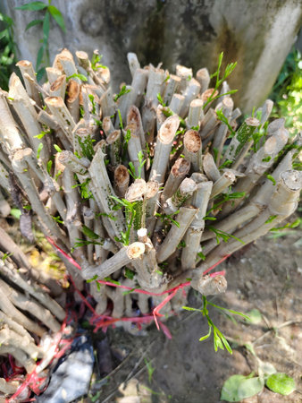 Freshly sprouted Acacia pennata cuttings, carefully propagated and bundled for sale.の写真素材