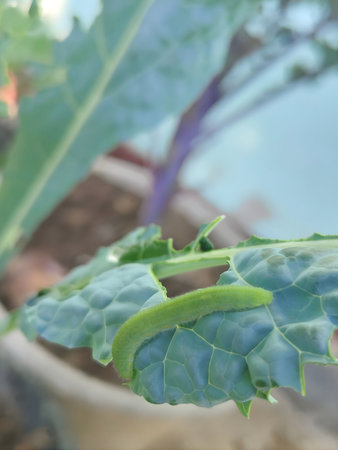 Close up of cabbage in the vegetable garden.の写真素材
