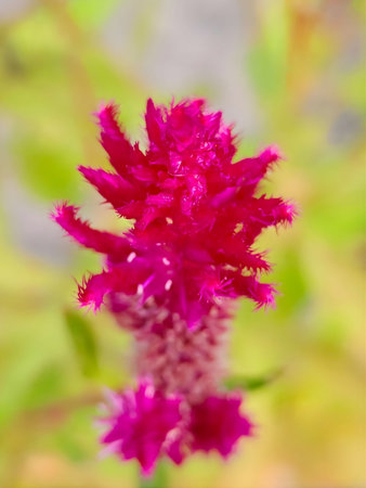 pink celosia argentea flower in the nature gardenの写真素材