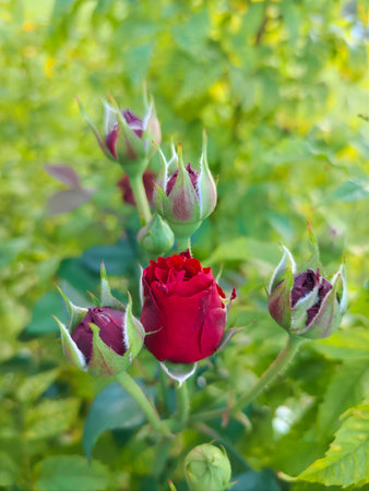 Red rose in the garden. Selective focus. Shallow depth of field.