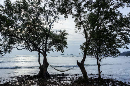 Tree on the beachの写真素材