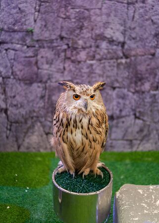 Owls in the zoo exhibit area.の写真素材