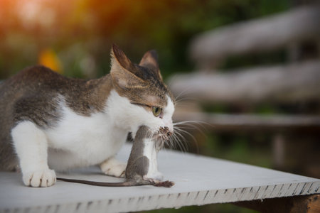 Cat catching a ratの写真素材