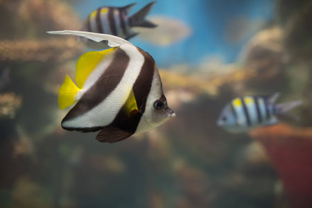 Moorish idolの写真素材