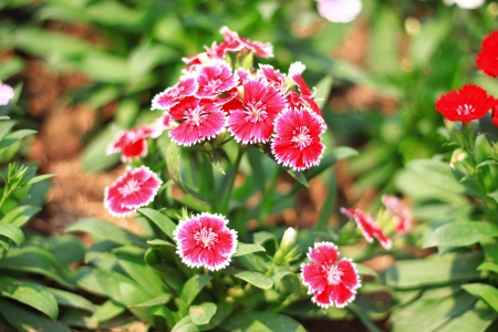Red Dianthus Chinensis Flowersの写真素材