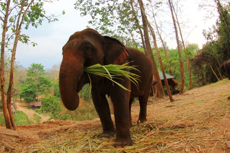 Asian Elephant in Thailandの写真素材