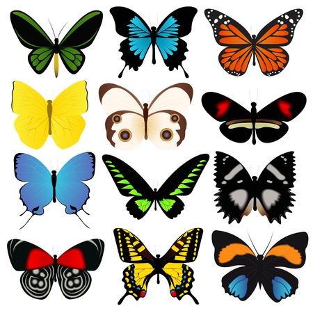 Colorful Butterflies Vector Collectionのイラスト素材