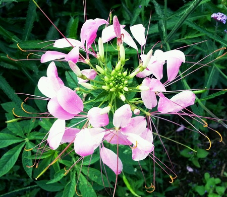 Close up pink cleomeの素材