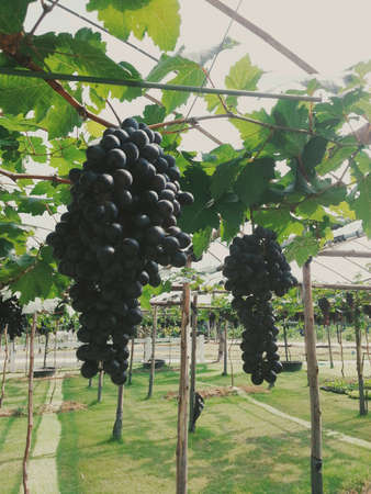 Black grapes with green leavesの素材