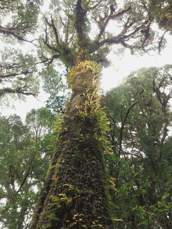 Big green tree in rainforestの素材