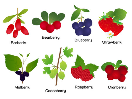 Set of Berries Isolated on White Backgroundのイラスト素材