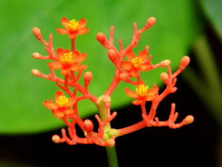flower red with macroの写真素材