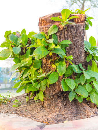 New hope of treeの写真素材