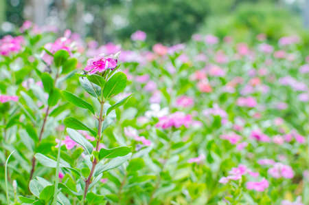 Flowers in the garden
