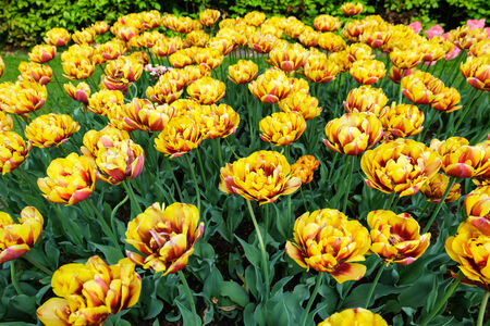 Flowers garden in nature parkの写真素材