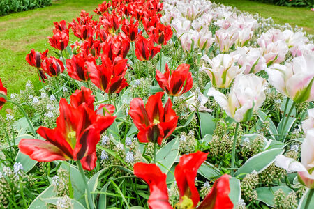 Flowers garden in nature parkの写真素材