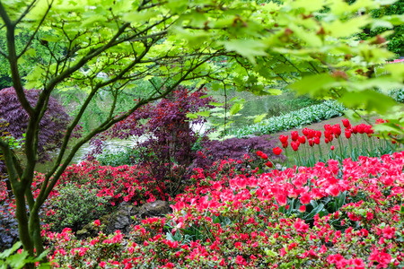 Flowers garden in nature parkの写真素材