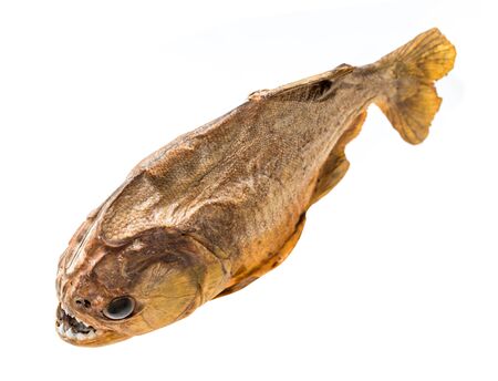 Piranha fish on isolated with white backgroundの写真素材