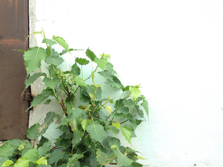 Tree on the white wallの素材