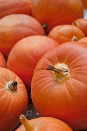 A pile of pumpkins with variable focusの写真素材