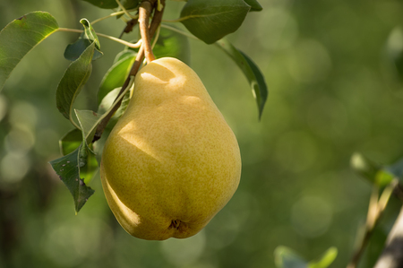 Juicy ripe pear hanging from branchの写真素材