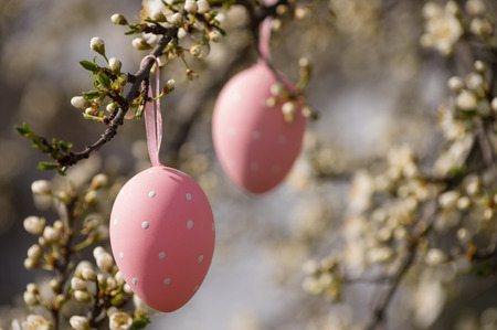 Pink easter eggs hanging on a blooming plum tree. Copy space at right