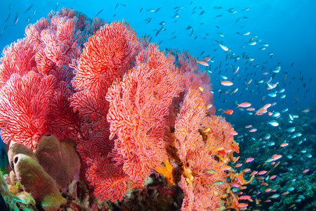 Beautiful, colorful tropical coral reef with small fishの写真素材