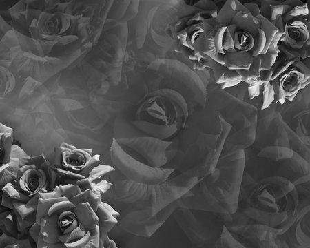 beautiful black flowers on blur background, nature, object, name card, template, copy spaceの写真素材