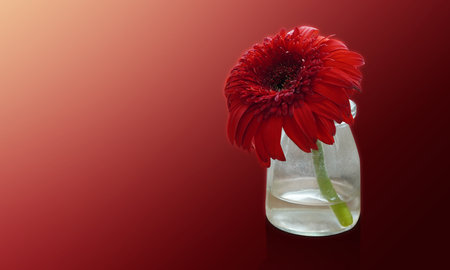 red flowers in glass vase on red background, nature, copy spaceの写真素材