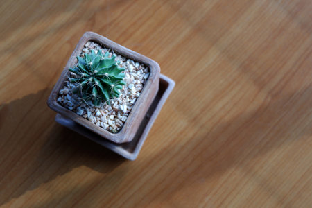 top view green cactus on brown clay pot on wooden background, nature, copy space