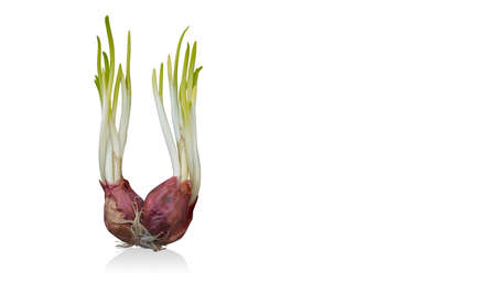 two red onion sprouts on white background, vegetables, food, nature, copy spaceの写真素材