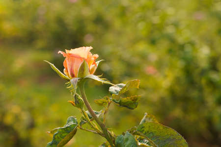 beautiful orange roses flowers on blur nature background, nature, plant, valentine, template, banner, decor, copy spaceの写真素材