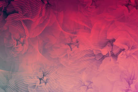 beautiful line and curve and  roses on gradient of red to black background, nature, love, valentine, name card, copy spaceの写真素材