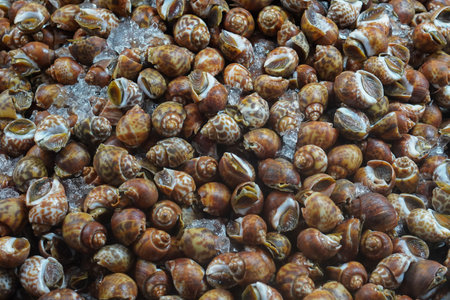 fresh sweet asean tiger clams on ice background, food, aniimal, eat, fresh, seafood, healthの写真素材