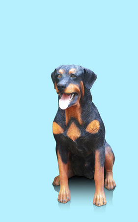 front view black and brown dog looking and sitting on blue background, statue, animal, beautiful, decor, object, fashion, copy spaceの写真素材