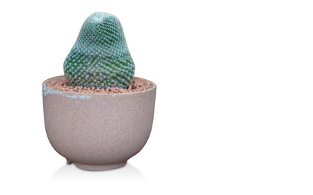 front view green cactus in brown ceramic vase on white background, object, retro, vintage, copy spaceの写真素材