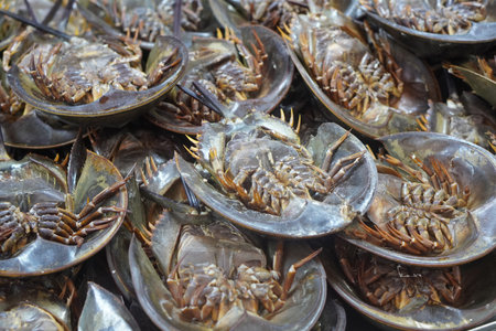 Top view horseshoe crabs stacked on top of each other, food, animal, seafood, backgroundの写真素材