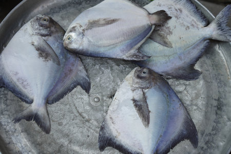 top view four fish and ice placed in a zinc basin background, food, sea, water, cool, eat, fresh, copy spaceの写真素材