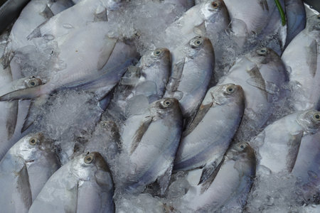many sea fish placed in ice, stacked on top of each other, nature, ice,cool, fresh