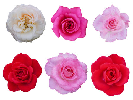one white and cream and three pink and two red roses flower on white background, nature, love, valentineの写真素材