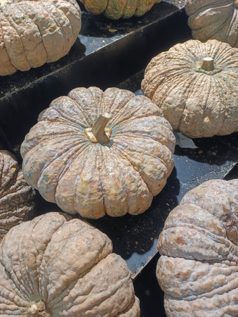 top view large number of ripe pumpkins are placed on a black wooden floor, arranged in order, nature, food, vegetable, vitamin, copy spaceの写真素材